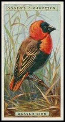 49 Weaver bird
